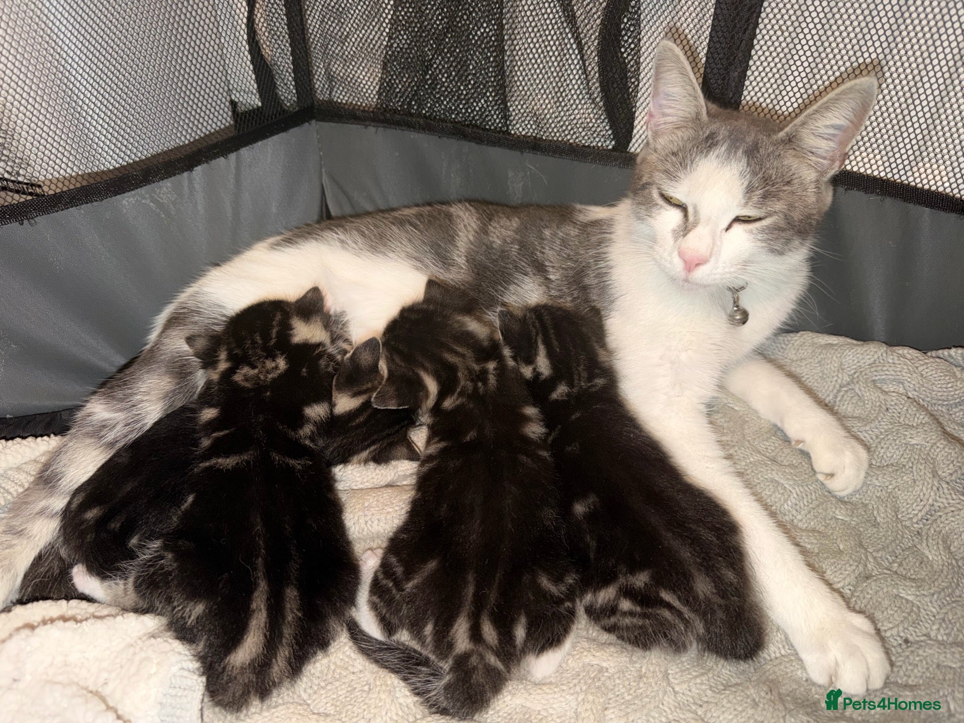 Domestic Shorthair cats Kittens - Advert 6
