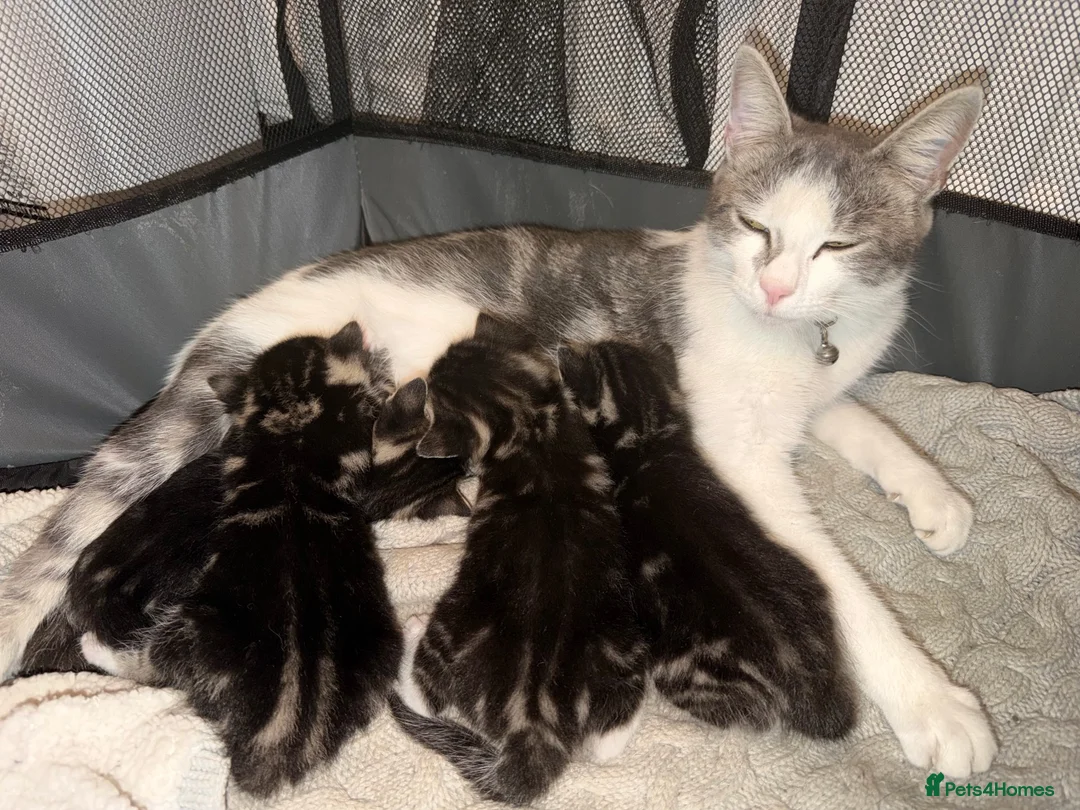 Domestic Shorthair cats for sale: Kittens - Advert 1