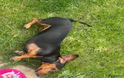 Dachshund dogs for sale: Edi looking 5*home - Image 3