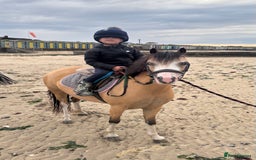 Welsh Section A horses for sale: Beautiful Dunn Welsh A pony - Image 2