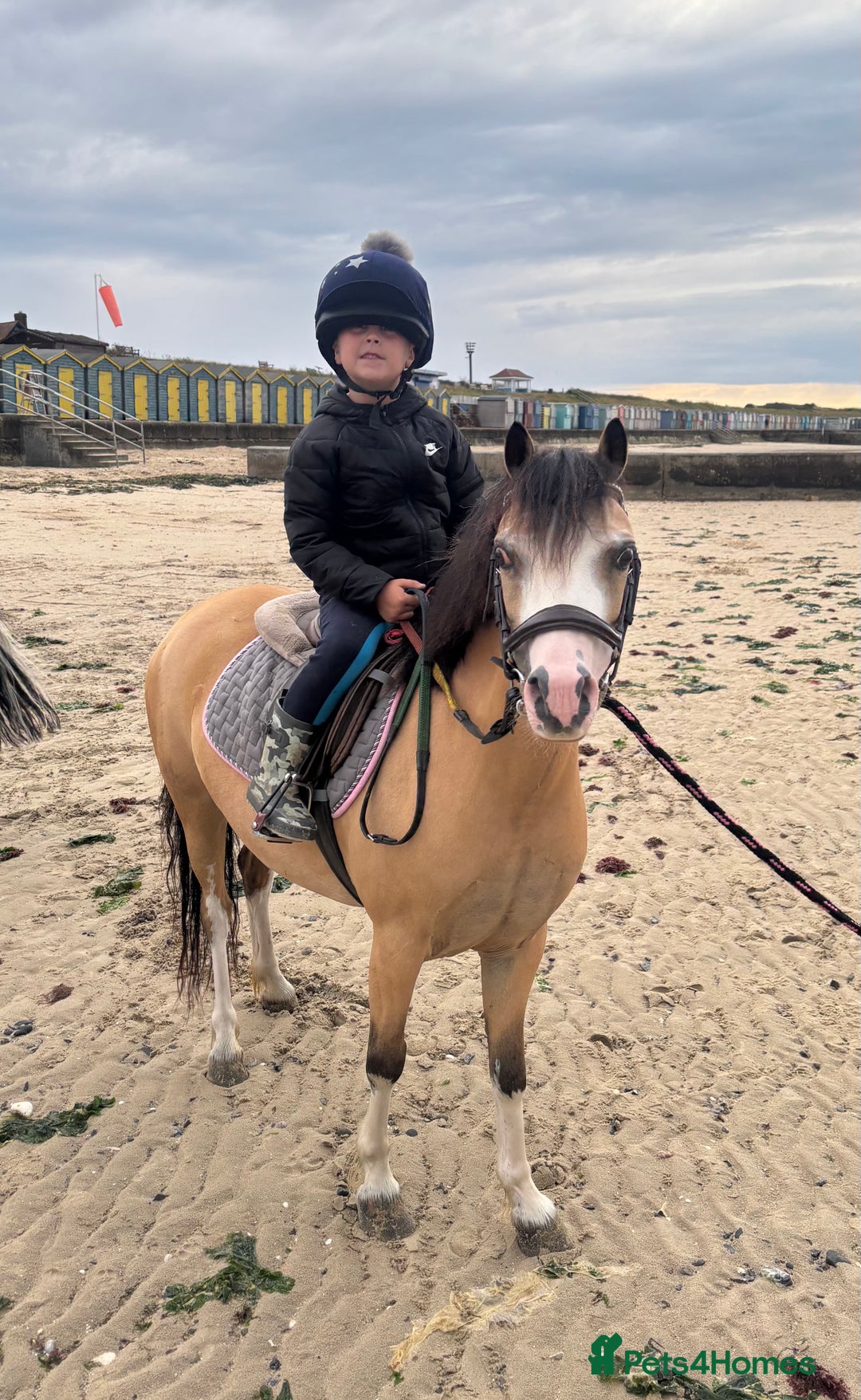 Welsh Section A horses for sale: Beautiful Dunn Welsh A pony - Image 2