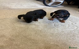 Dachshund dogs for sale: ❤️ Dashound ❤️  - Image 7