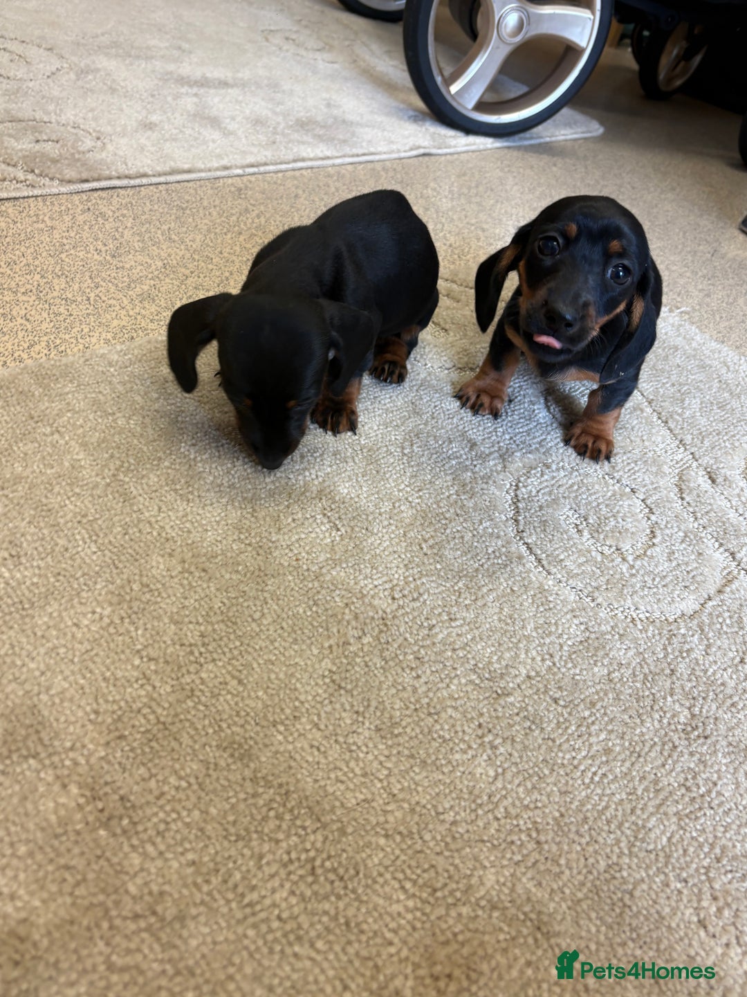 Dachshund dogs for sale: ❤️ Dashound ❤️  - Image 7