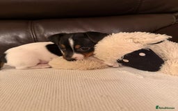 Jack Russell dogs for sale: Adorable Miniature  Jack Russell Pups For Sale - Advert 6