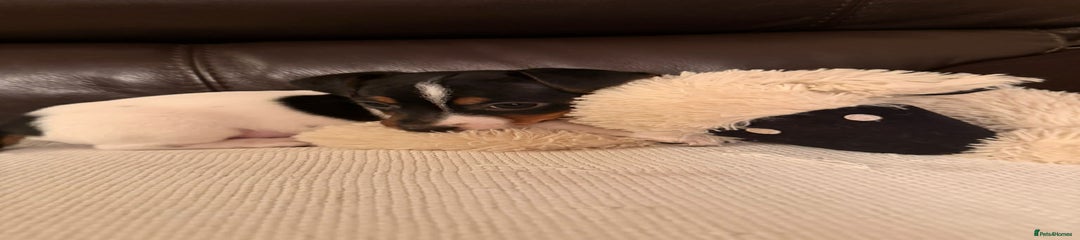 Jack Russell Puppy 8