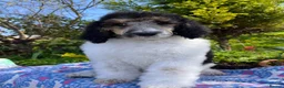 Standard Poodle dogs for sale: Standard poodle Fully vac Ready Now 1BOY LEFT  - Advert 16