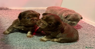 French Bulldog dogs  fluffy frenchies - Advert 11