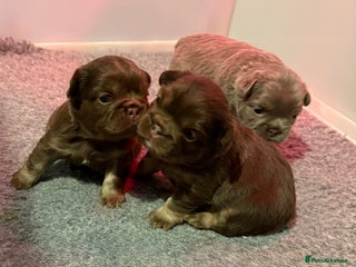 French Bulldog dogs - Advert 22