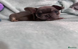 French Bulldog dogs for sale: 5 Male French Bulldog Puppies - Image 21