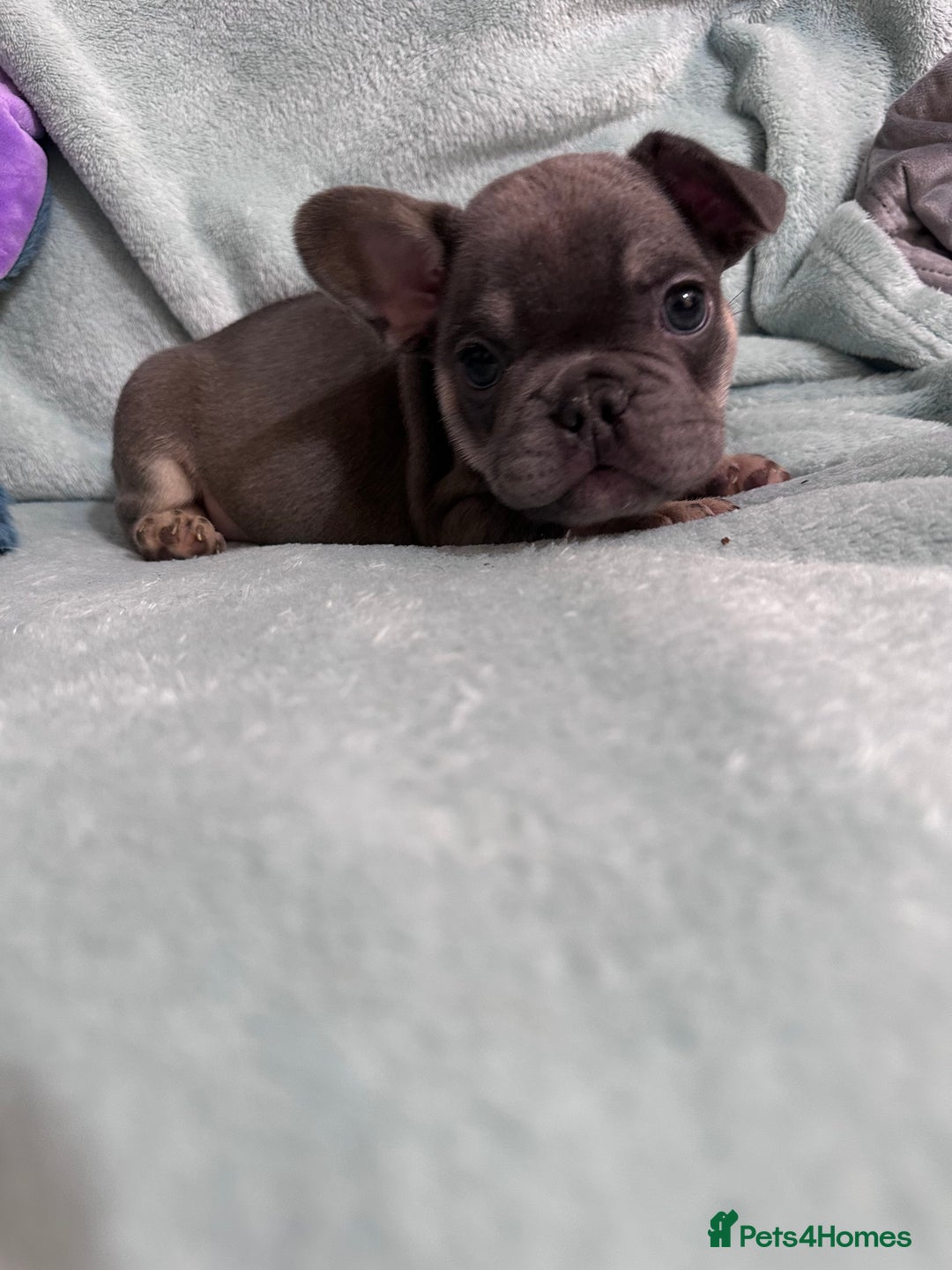 French Bulldog dogs for sale: 5 Male French Bulldog Puppies - Image 21