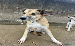 Mixed Breed dogs for adoption: Sara - Norwich Norfolk  - Image 10