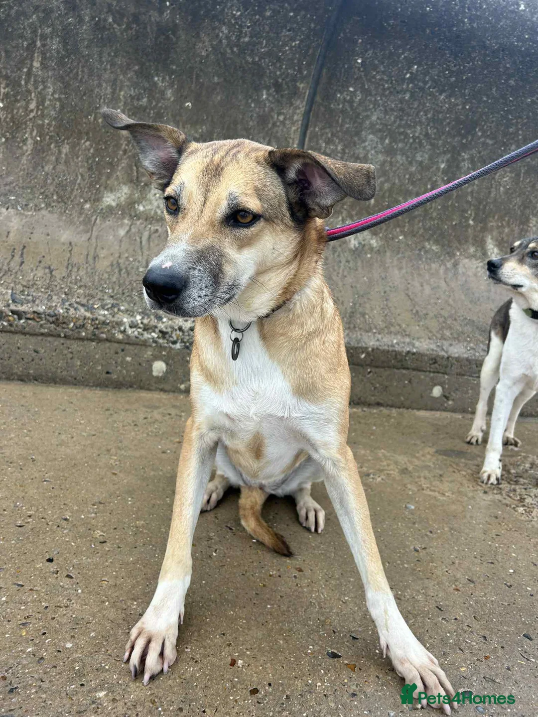 Mixed Breed dogs for adoption: Sara - Norwich Norfolk  - Advert 10