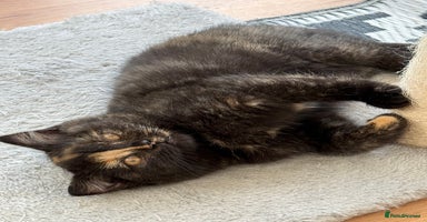 British Shorthair cats - Advert 2