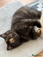 British Shorthair cats - Advert 16