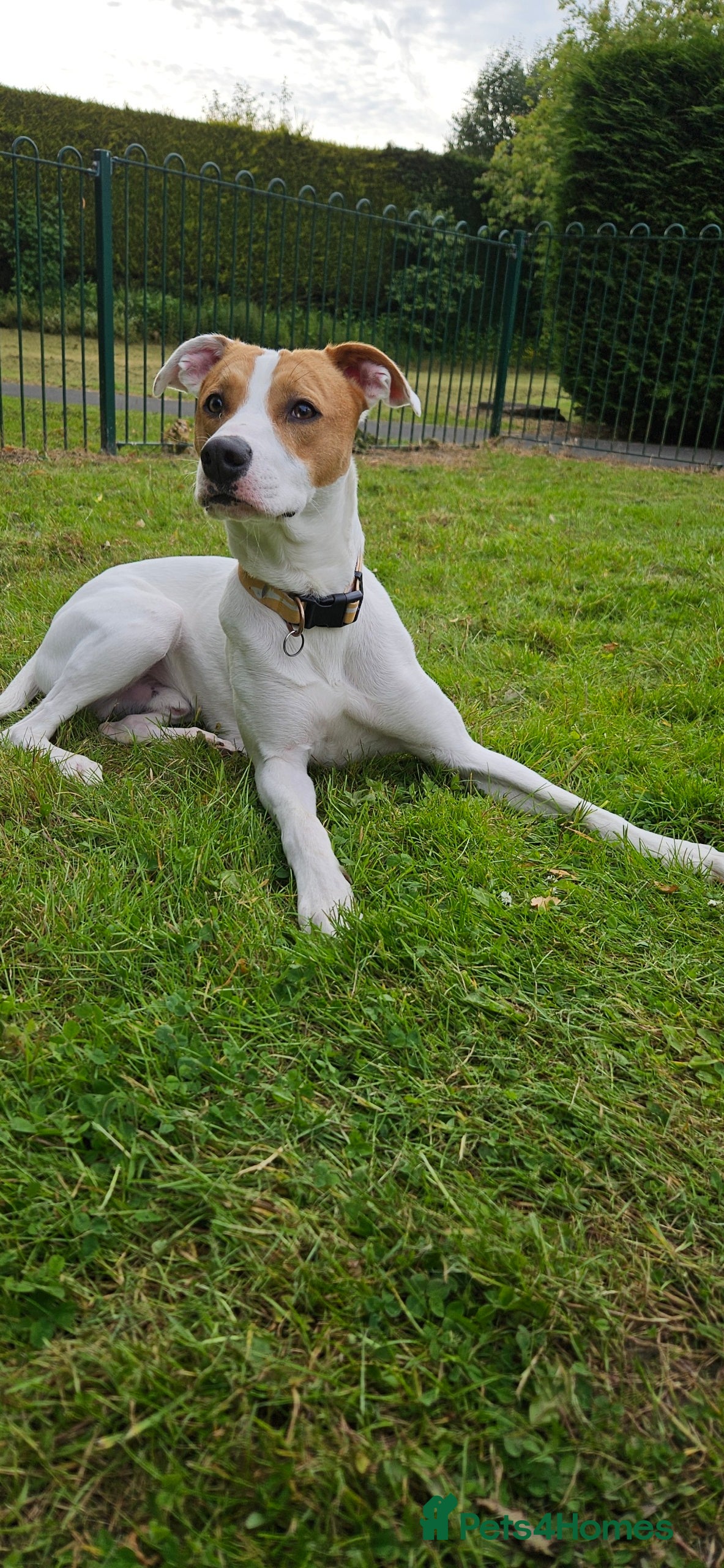 Mixed Breed dogs Sonny  - Advert 4