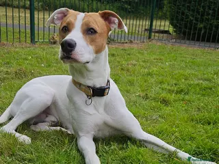 Mixed Breed dogs Sonny - Advert 4