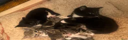 Mixed Breed cats for sale: 2 Tuxedo Tabby Boys in Shifnal - Advert 22