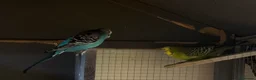 Budgerigars birds for sale: Young female budgies for sale  - Advert 1