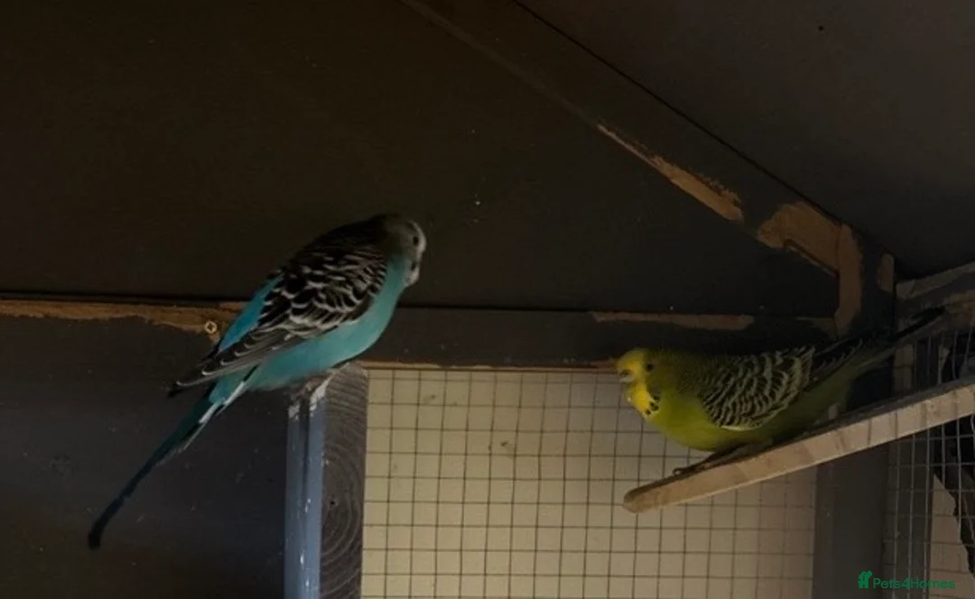 Budgerigars birds for sale: Young female budgies for sale  - Advert 1