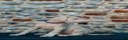 Dobermann dogs for sale: Exceptional White & Cream Doberman Puppies - Advert 2