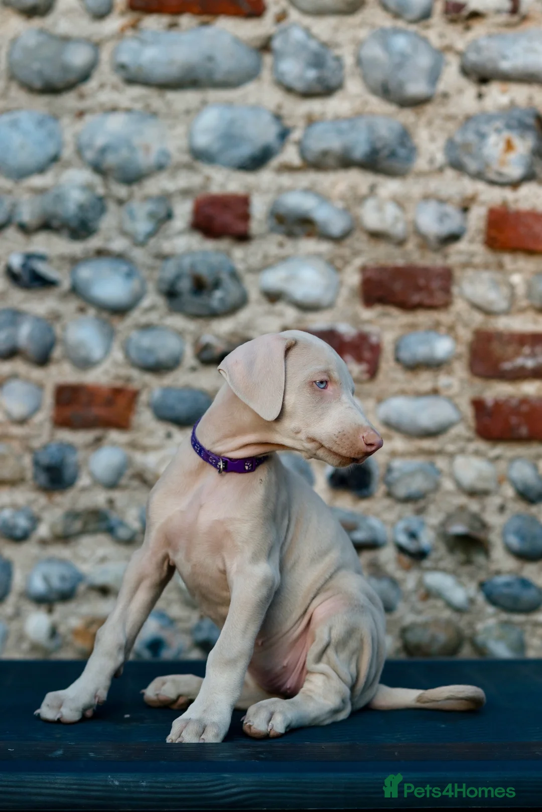 Dobermann dogs for sale: Exceptional White & Cream Doberman Puppies - Advert 2