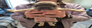 French Bulldog Puppy 7