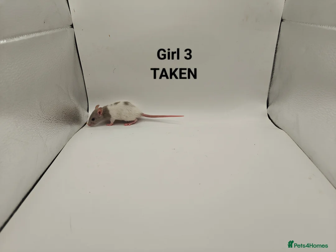 Rat rodents for sale: DEC: 24 Rats (3 Rats: 3 Boys Left) - Advert 18