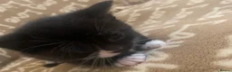 Mixed Breed cats for sale: Kittens for rehoming can be seen with mum 😊  in Liverpool - Advert 4