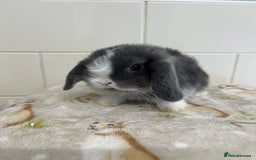 Mini Lop rabbits for sale: BEAUTIFUL MINI LOP BABIES READY NOW  - Image 9