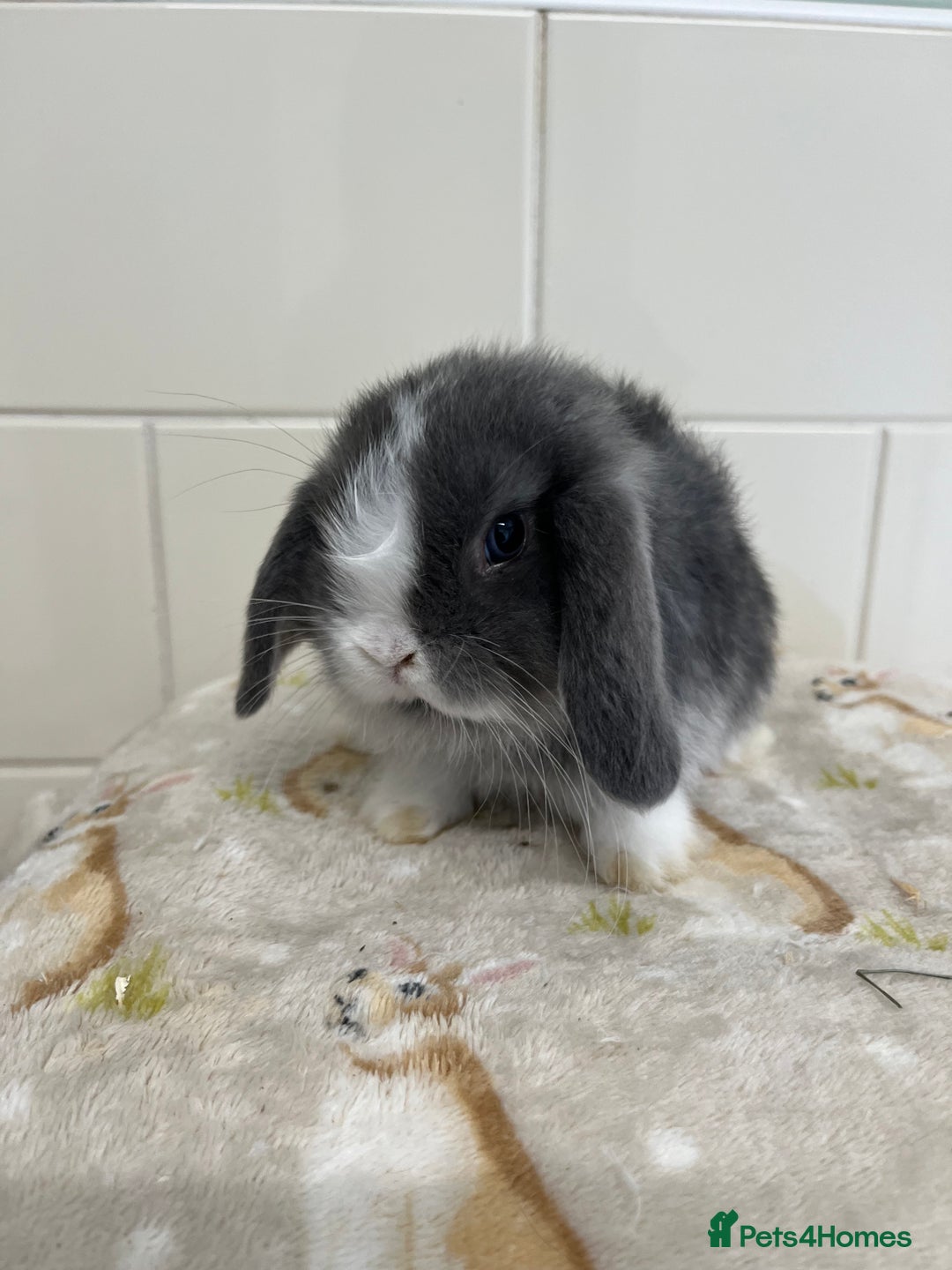 Mini Lop rabbits for sale: BEAUTIFUL MINI LOP BABIES READY NOW  - Image 9
