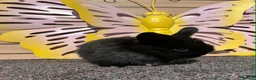 Lionhead rabbits for sale: Pure breed Lionhead  - Advert 25