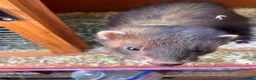 Ferret rodents for sale: 3 gorgeous ferret kits looking for new homes - Advert 8