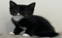 Mixed Breed cats for sale: Gorgeous half Persian fluffy Kittens  - Image 12