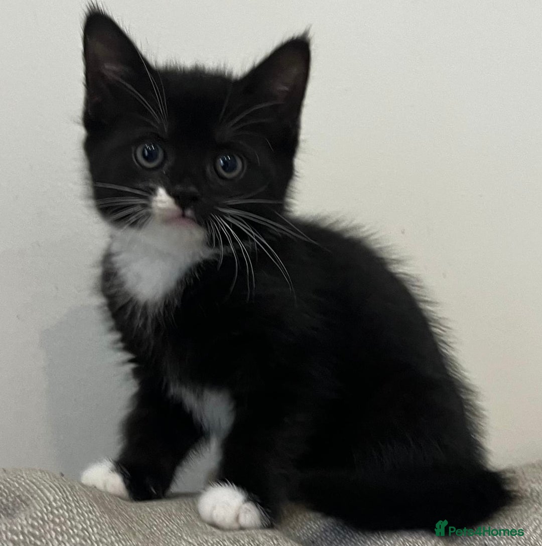 Mixed Breed cats for sale: Gorgeous half Persian fluffy Kittens  - Image 12