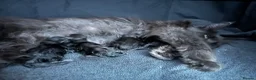 Maine Coon cats for sale: TICA Maine Coon Kittens Fully DNA & Health Checked - Advert 3