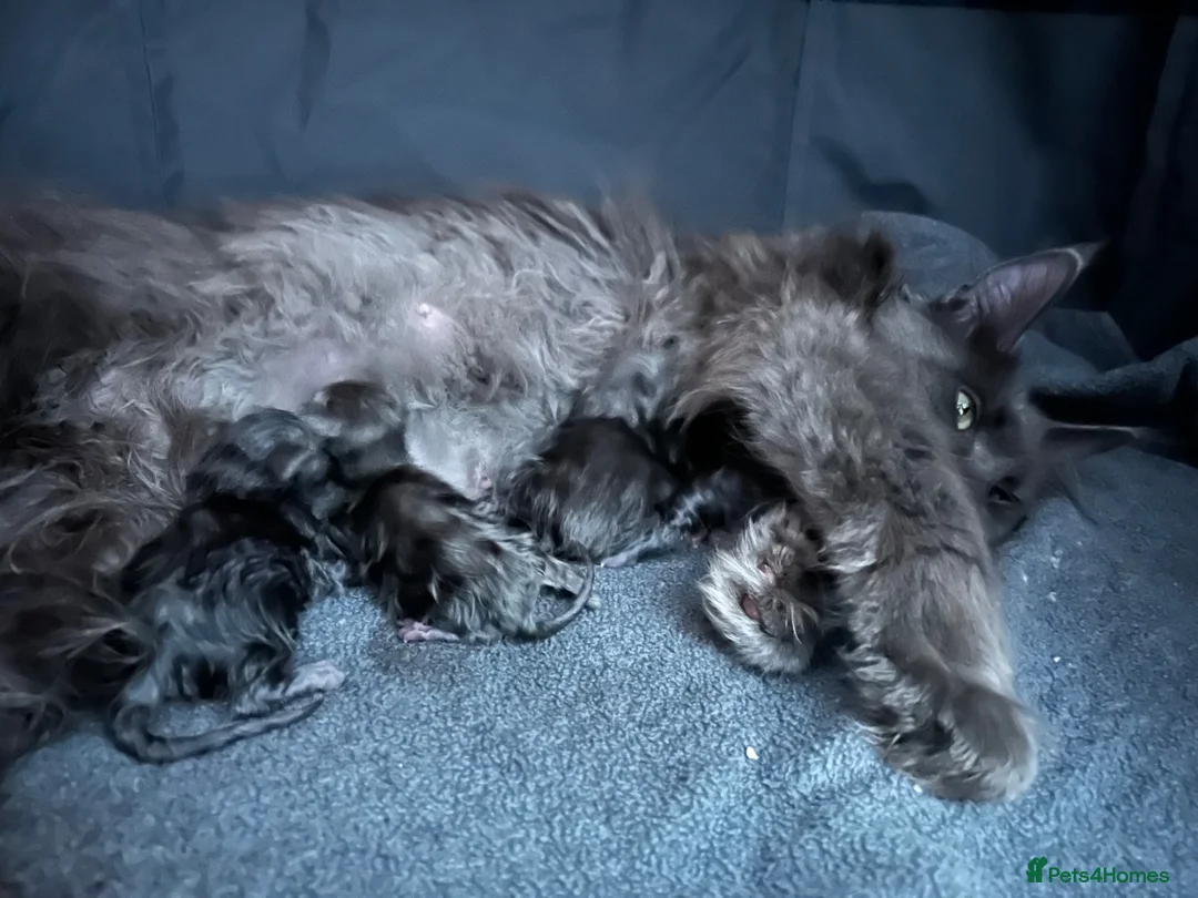 Maine Coon cats for sale: TICA Maine Coon Kittens Fully DNA & Health Checked - Advert 3
