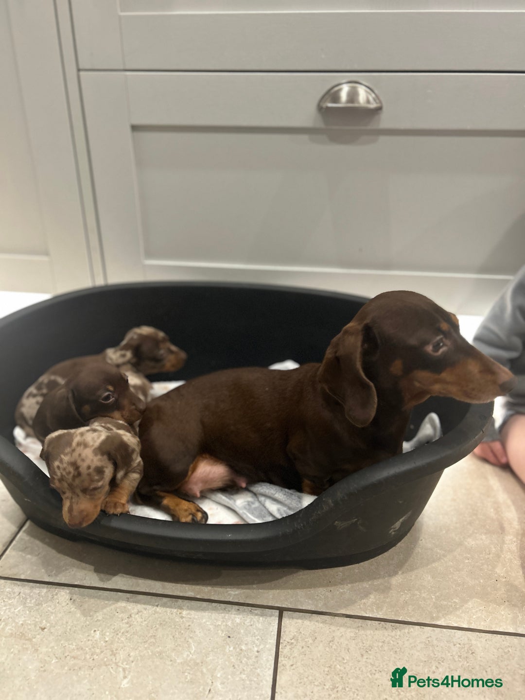 Miniature Dachshund dogs for sale: Stunning Miniature Dachshund Puppies-KC Registered - Advert 12