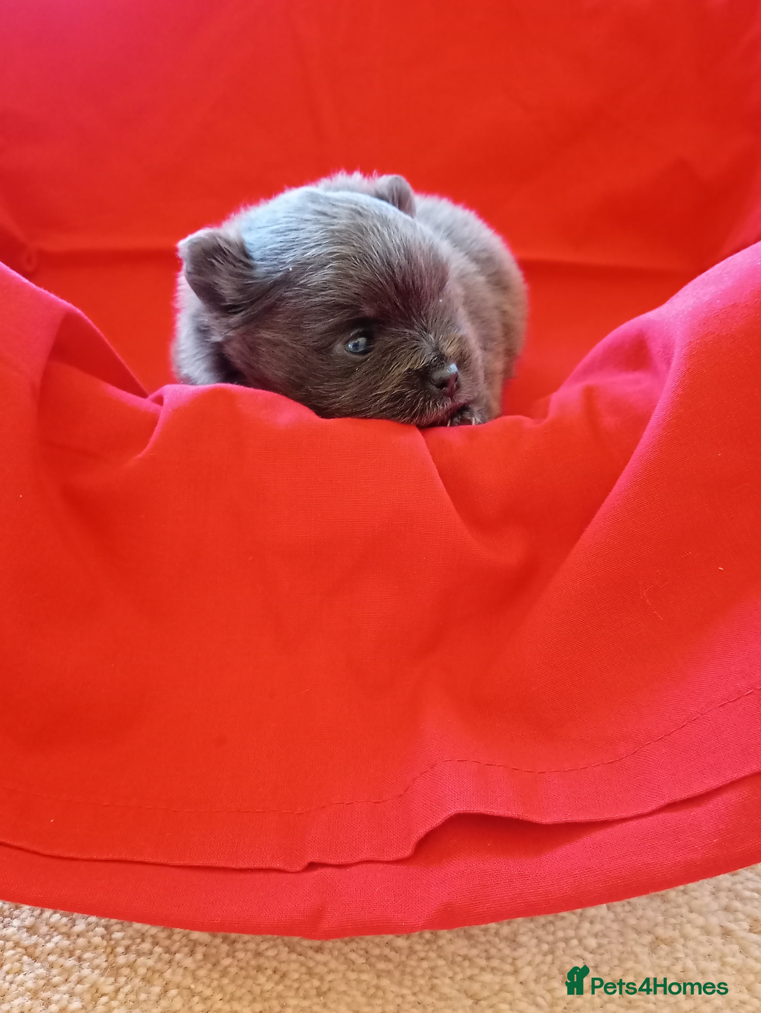 Pomeranian dogs Blue girl pomeranian - Advert 1