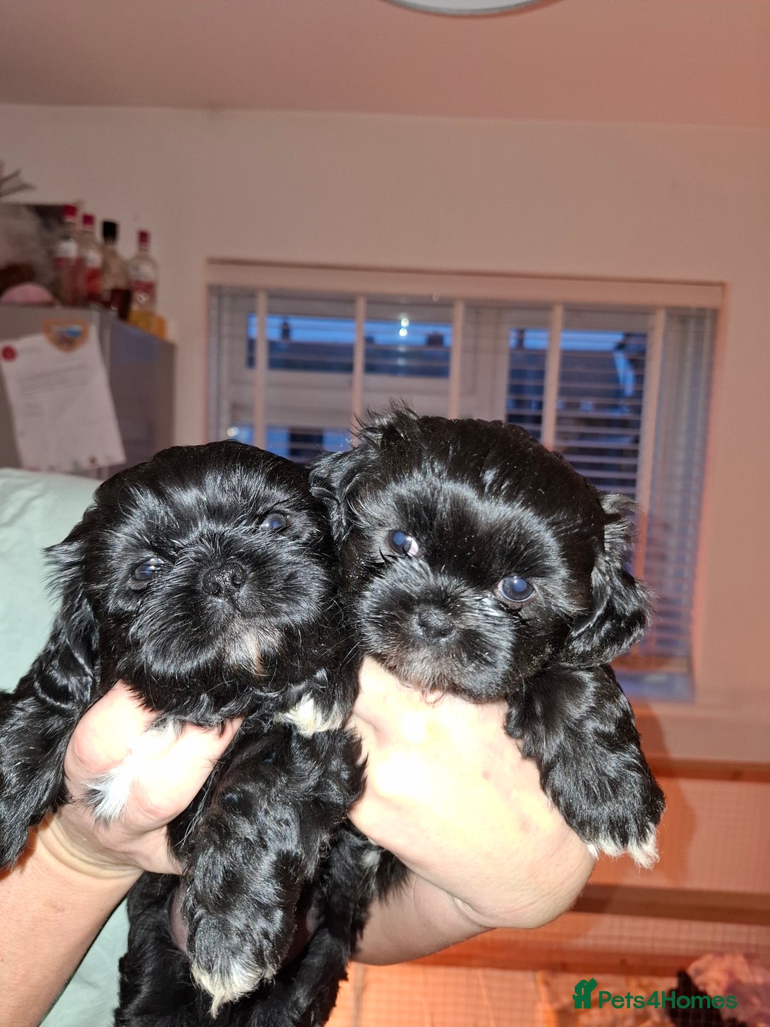 Shih Tzu dogs for sale: Shih tzu pups - Advert 12