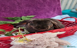 Mini Lop rabbits for sale: Baby velveteen lops & adult mini rex  - Image 9