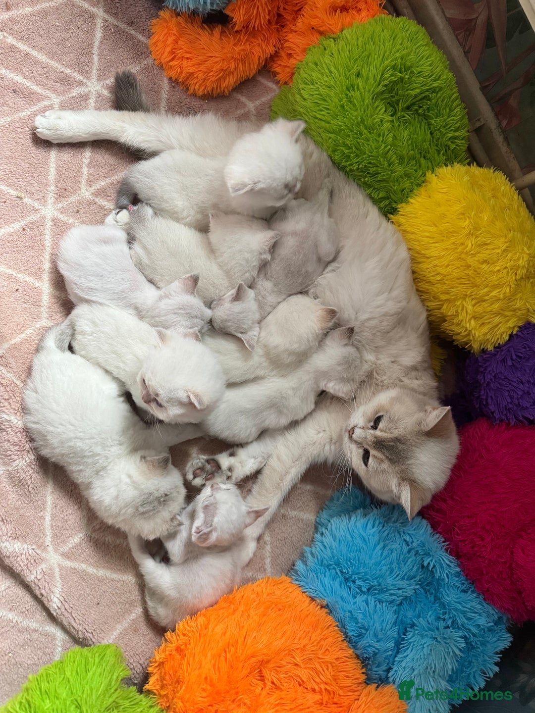 British Shorthair cats for sale: Champion sired Golden Colourpoint Kittens  - Image 27