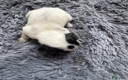 Mixed Breed dogs for sale: 6 gorgeous cocker jacks available  - Image 5