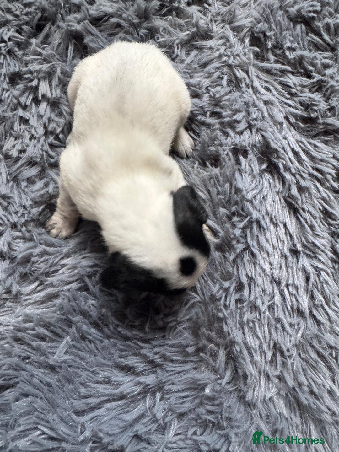 Mixed Breed dogs for sale: 6 gorgeous cocker jacks available  - Image 5