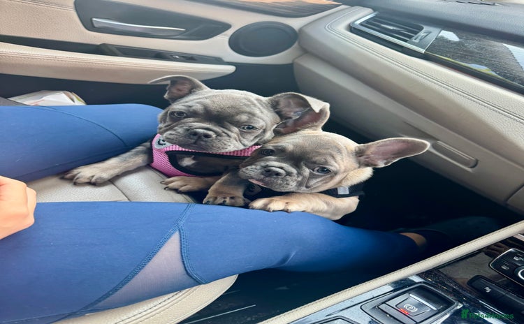 French Bulldog dogs - Advert 15