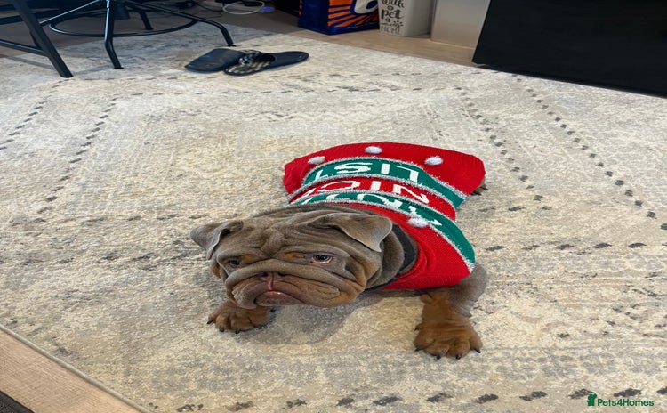 English Bulldog dogs - Advert 1