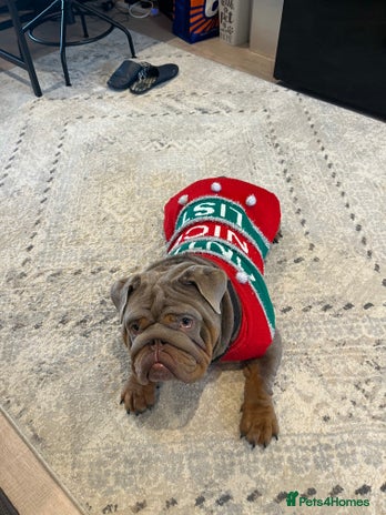 English Bulldog dogs - Advert 9