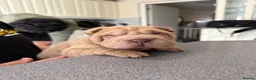 Shar Pei dogs for sale: LOVELY SHARPEI Price Negotiable - Advert 20