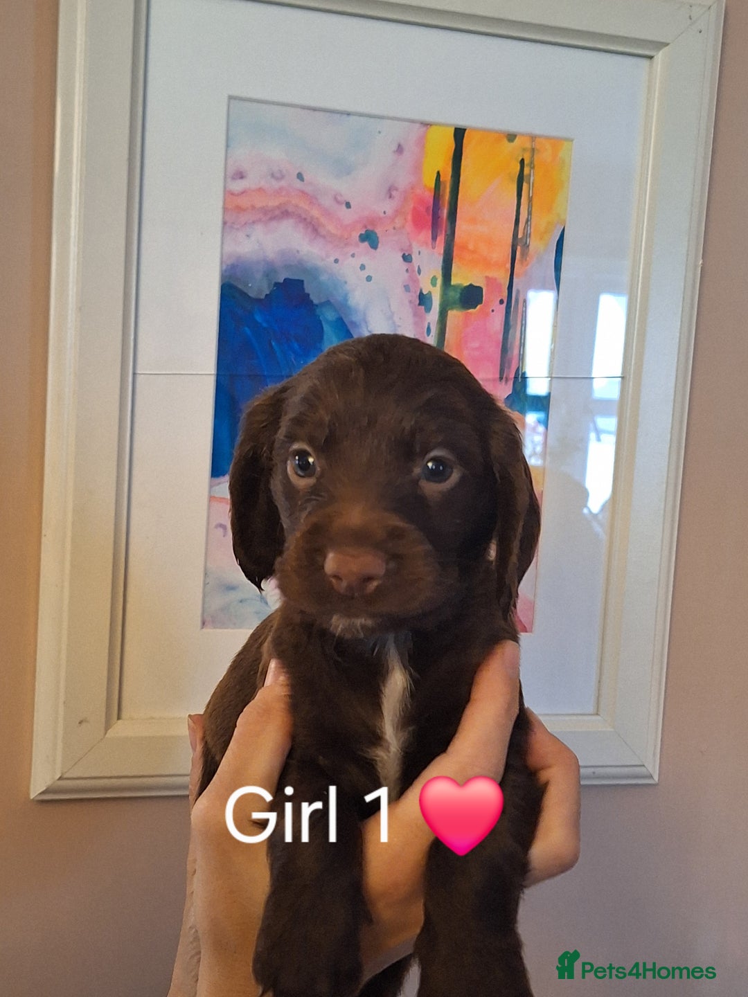 Sprocker dogs for sale: Beautiful Sprocker Spaniel Puppies  - Image 18