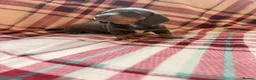 Dachshund dogs for sale: Quality Dachunds - Advert 37