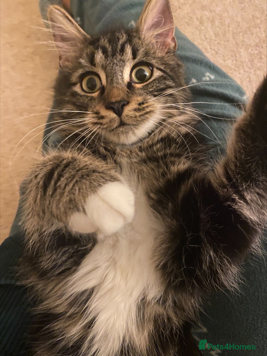 Mixed Breed cats for sale: Barry: Playful and Ready for His Forever Friend - Advert 4